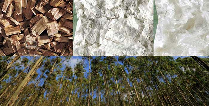 eucalyptus pulp making