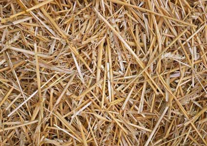 Wheat straw pulp making