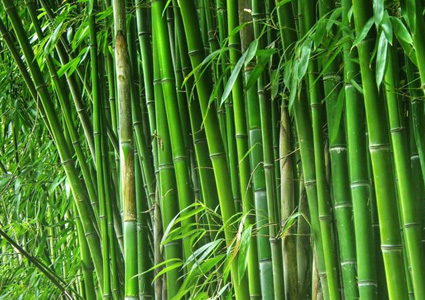 bamboo pulp making