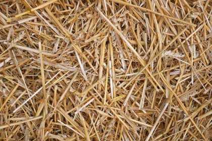 Wheat straw pulp making