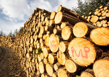 wood pulp making