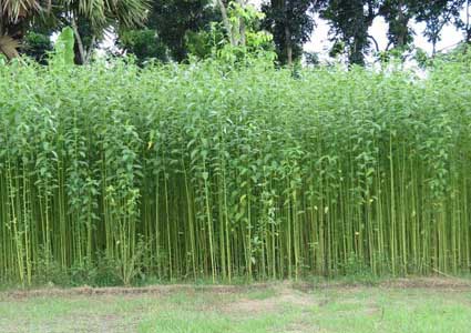 Jute pulp making