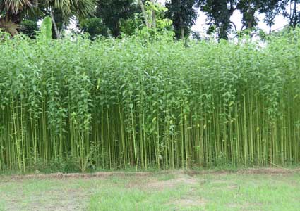 Jute pulp making